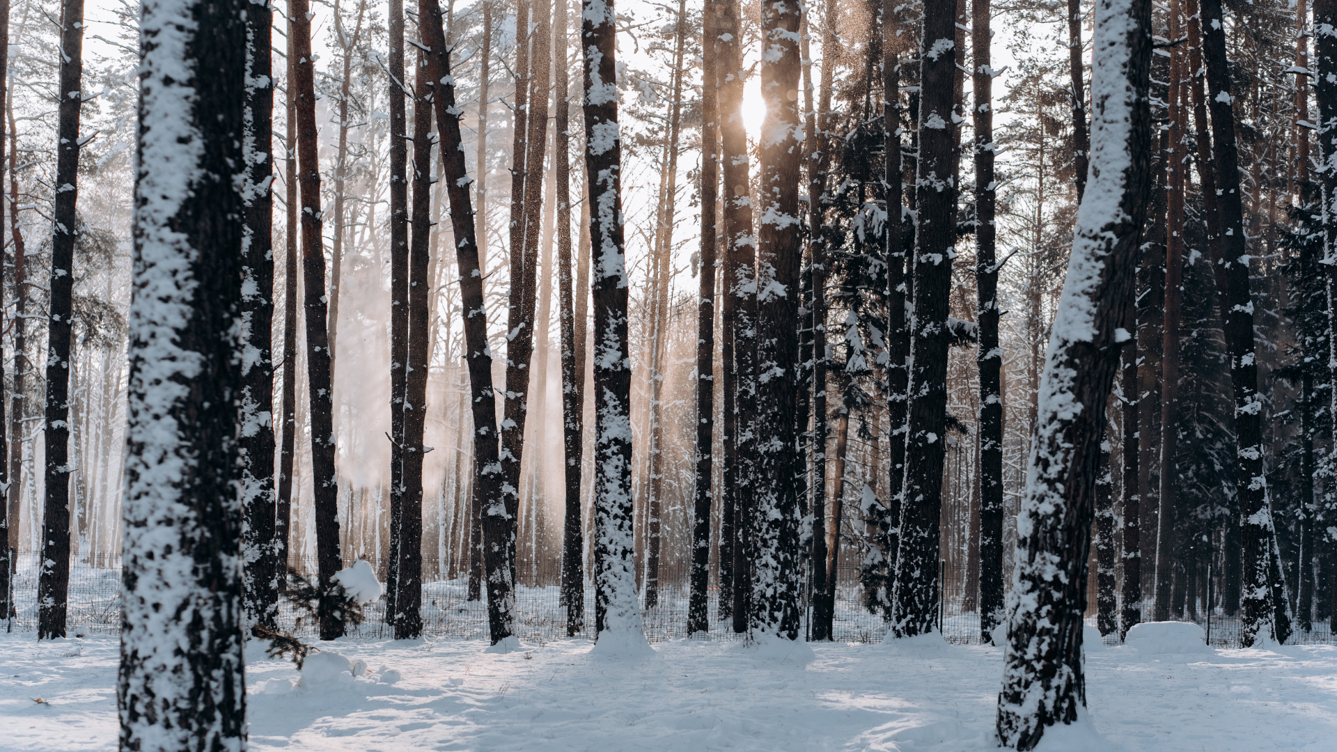 Wooded forest with snow on trees and ground.